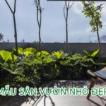 mau san vuon nho dep 41